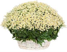 Цветочная композиция из Ромашки в корзине #REPLACE_PRED# Новоузенске